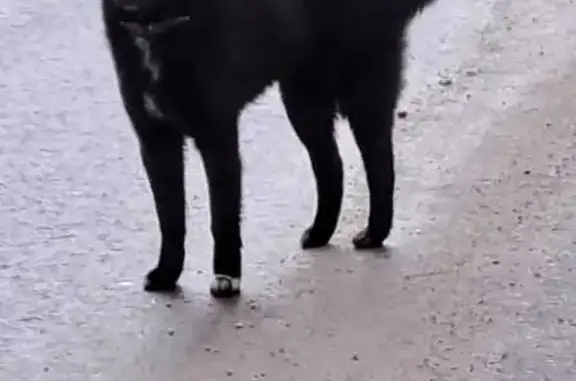 Найдена собака, , фото: Собака найдена на Любимой улице, 1