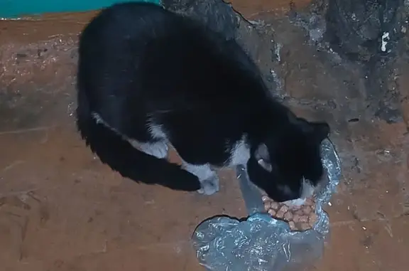 Найденные животные Кызыл, фото: Кошка найдена: ул. Ооржака, 42, Кызыл