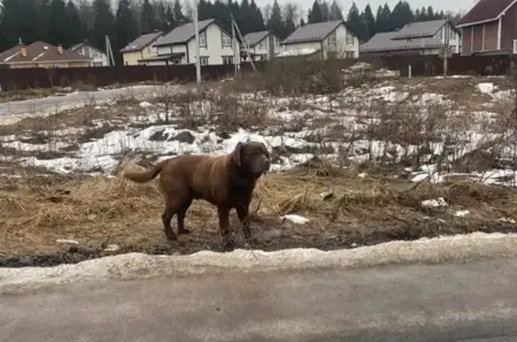 Найдена собака, Московская область