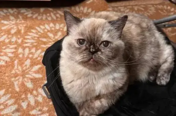 Найденные животные Великий Новгород, фото: Найдена кошка, ул. Щусева, 12 к2, Великий Новгород