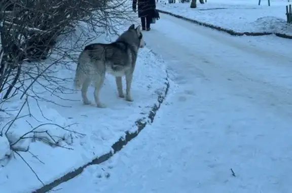 Найдена собака, Ангарск, фото: Хаски бегает по Окружной ул., Ангарск