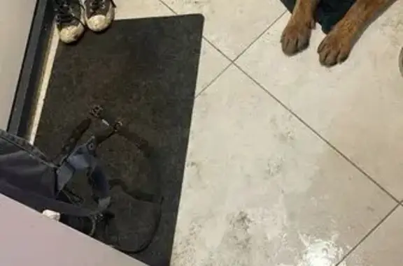 Найдена собака, Москва, фото: Овчарка найдена, Душинская ул., Москва