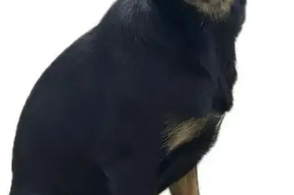 Найдена собака, Калуга, фото: Собака найдена: Тульское шоссе, Калуга