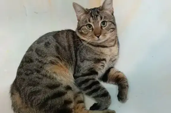 Кошки потеряшки, городской округ Батайск, фото: Потеряшка кот, ул. Матросова, 17, Батайск