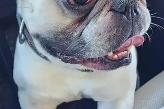 Найденные животные Ставрополь, фото: Найдена собака, Ставрополь