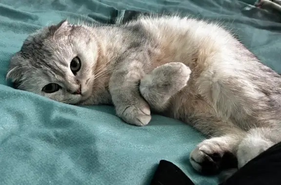 Кошки потеряшки, городской округ Батайск, фото: Потеряшка кошка, Октябрьская ул. 153д