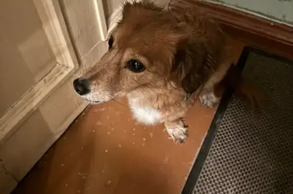 Найдена собака, Петрозаводск, фото: Найдена рыжая собака, Первомайский 21