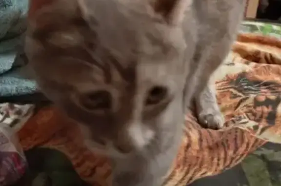 Найдена кошка, Камышин, фото: Найдена кошка на ул. Ленина, 22, Камышин