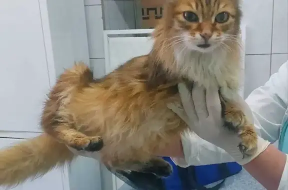 Кот Матвей найден! Береговой пер., 7, Майма