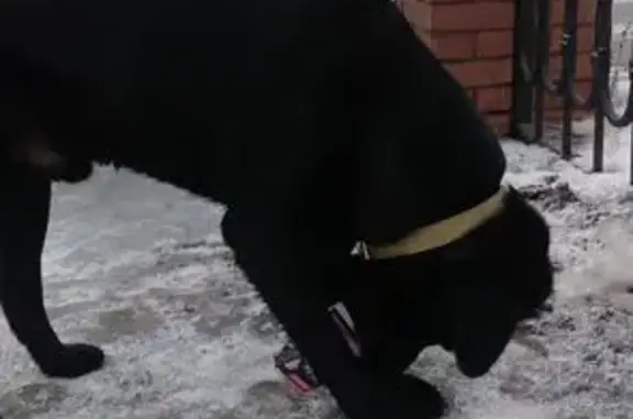 Чёрный кобель найден у Северной, 12