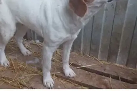 Собаки в отлове, Димитровград, Комсомольская 70