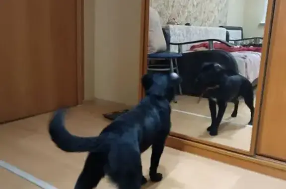 Найденные животные Нижняя Тура, фото: Собака найдена: ул. 40 лет Октября, Н. Тура