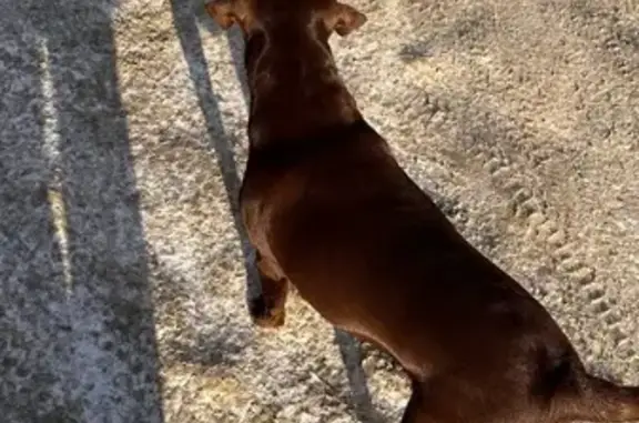 Найдена собака, Томск, фото: Лабрадор найден на пр. Ленина, 30с1, Томск