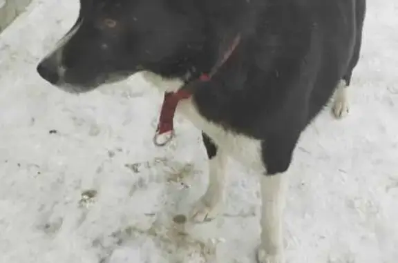 Собака найдена: Екатеринбург, Свердловск