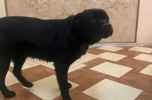 Найдена собака, , фото: Найдена собака