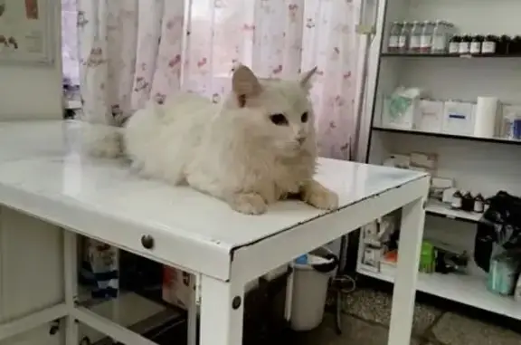 Найдена кошка, Тюмень