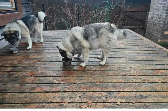 Найдена собака, Руза, фото: Собаки найдены на ул. 8 Марта, 8, Руза