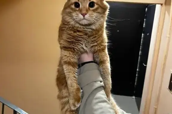 Объявления о пропавших и найденных животных, Москва, фото: Найдена кошка: Челябинская, 24, 3 подъезд