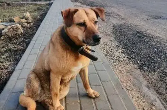 Найдена собака, , фото: Собака найдена в Колодкино, Село Ворсино