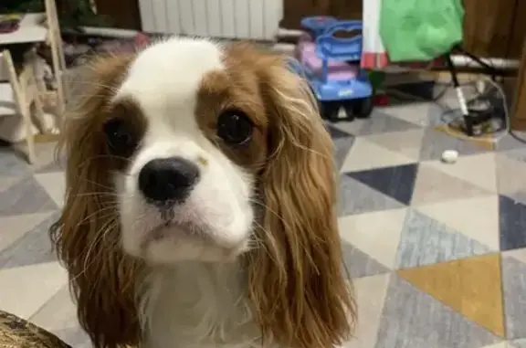 Собаки потеряшки, Кудиново, фото: Потеряшка собака, Госпитальная 6, Кудиново