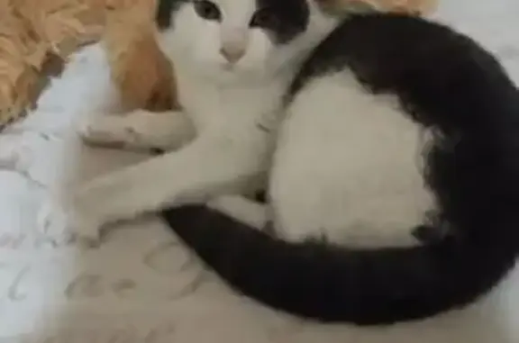 Найдена кошка, Стрелецкое, фото: Кошка найдена, ул. Королёва, 38, Стрелецкое