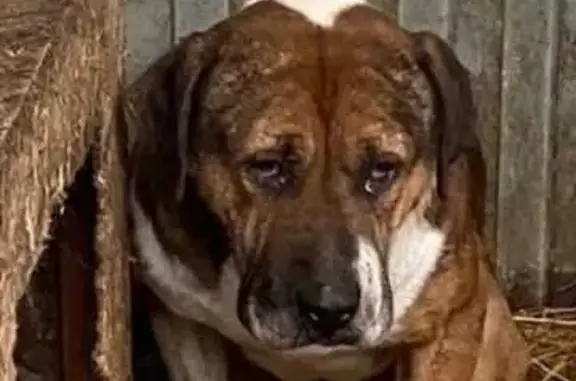 Собака найдена у магазина Августина 107