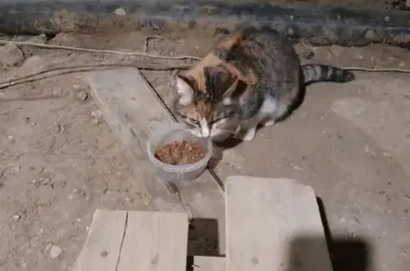 Кошка найдена: Советская 18, Ухта