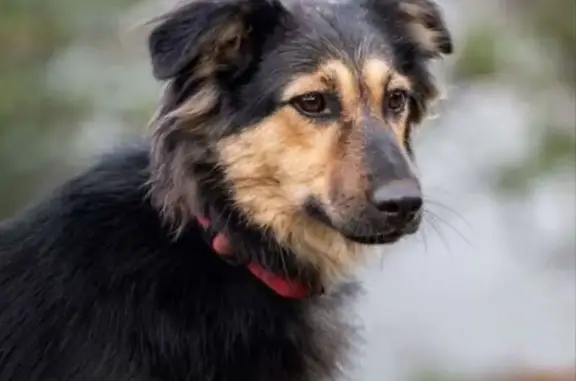 Собаки потеряшки, Москва, фото: Потеряшка собака на Лобачевского, д.2