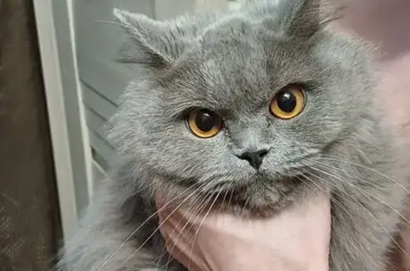 Найдена кошка