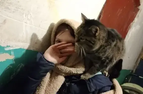 Найдена кошка, Курган, фото: Кошка найдена: пр. Конституции 77б, Курган