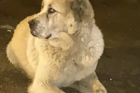 Найдена собака, Дрожжино, фото: Собака найдена: Южная ул, 3, Дрожжино