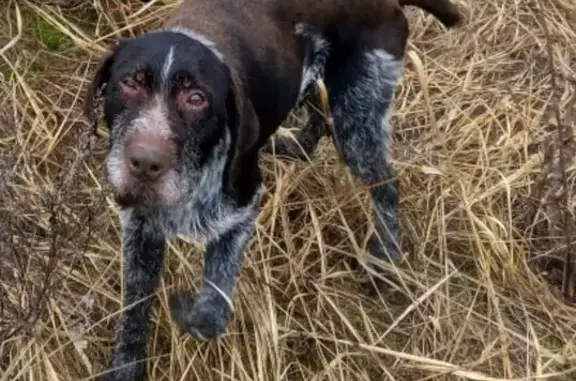 Собаки потеряшки, , фото: Потеряшка собака Дратхар, Красновичи