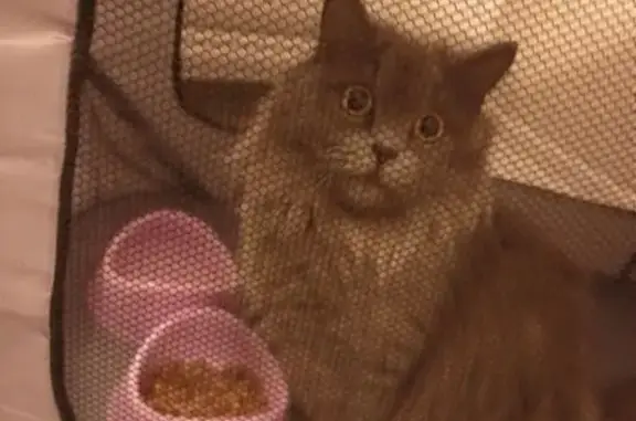 Кошка ищет дом, ул. Ген. Толстикова, 2