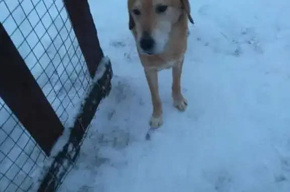 Гончая найдена в Верхнеолонецком районе