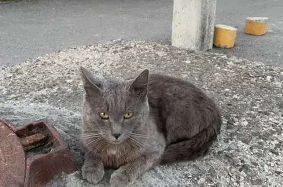 Кошки потеряшки, Сосновка, фото: Потеряшка кот, Сосновская ул., Сосновка