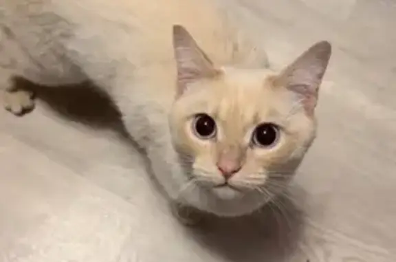 Найдена кошка, Одинцово, фото: Кошка найдена: Можайское шоссе, 116