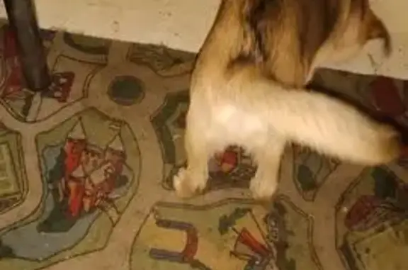 Найдена собака, Петрозаводск, фото: Щенок найден на Калинина 67, Петрозаводск