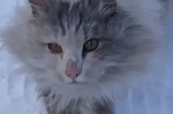 Найдена кошка, , фото: Кошка найдена 9 янв., СОТ 