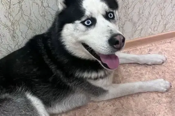 Найдена собака, Томск, фото: Найдена хаски, Карский пер., 4, Томск