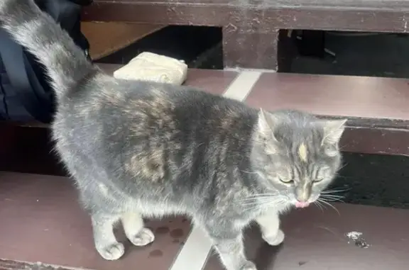 Найдена кошка, Анапа, фото: Найдена кошка, Анапа
