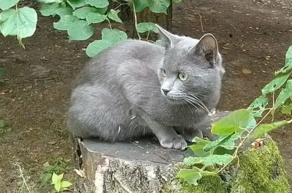 Пропала кошка, Московская область