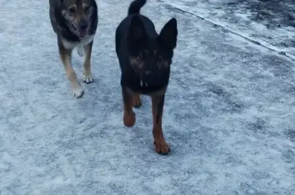 Найдена собака, Писковичи, фото: Найдена собака: ул. Волкова, 9, Писковичи