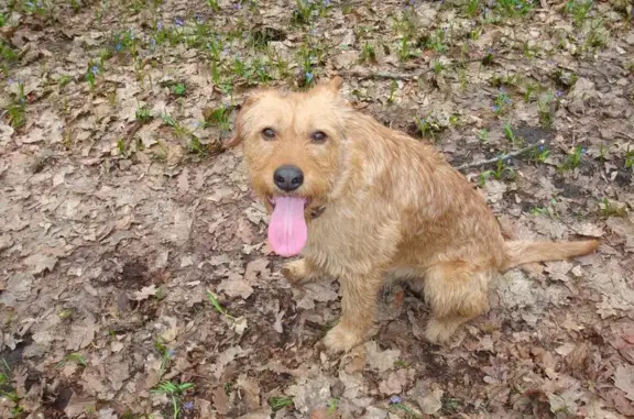 Собаки потеряшки, Никольское, фото: Потеряшка рыжий кобель, Никольское, Советская