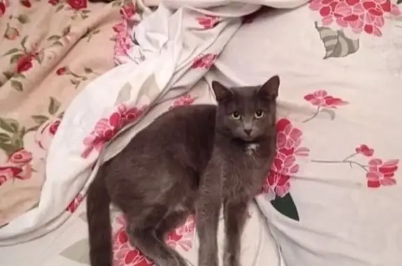 Объявления о пропавших и найденных животных, Тверь, фото: Пропала кошка, ул. Орджоникидзе, 49 к5