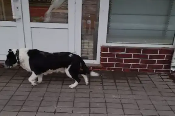 Найдена собака, Великий Новгород, фото: Собака найдена: ул. Розважа, 13/2, В. Новгород