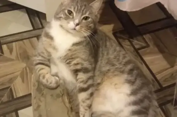 Потерянные животные Чебоксары, фото: Пропала кошка, ул. Энгельса, Чебоксары