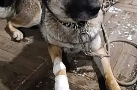 Собаки потеряшки, Казань, фото: Потеряшка собака, ул. Короленко, 111, Казань