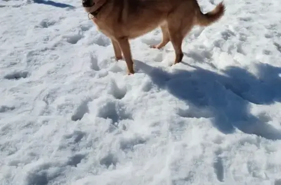 Собаки потеряшки, Раменское, фото: Потеряшка собака, Раменское, д. Игумново