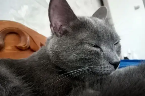 Кошки потеряшки, Можга, фото: Потеряшка кошка, Казанский пер., 7, Можга