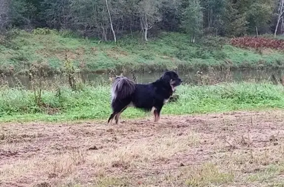 Собаки потеряшки, Любытинское, фото: Потеряшка собака, дер. Вычерема, Новгородская обл.